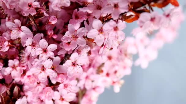 Spring Time Pink Flower Light Blue Blurred Background Pink Flowering — Video Stock