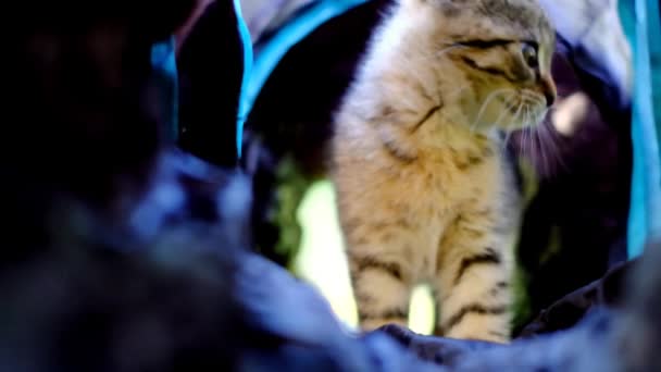 Kitten Tunnel Striped Lop Eared Kitten Plays Dark Cat Tunnel — Wideo stockowe