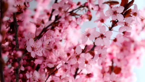 Pink Flower Light Blue Blurred Background Pink Flowering Branches Spring — Vídeo de Stock