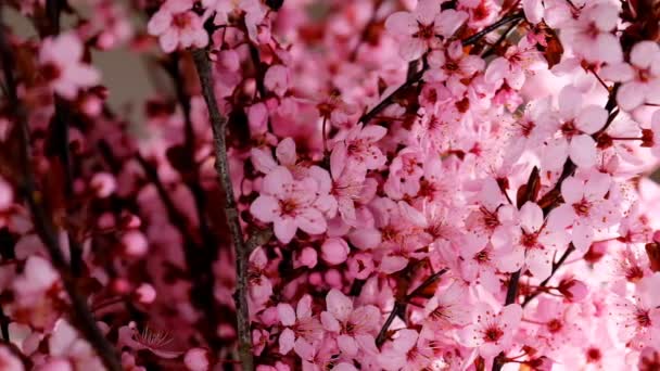 Pink Flowers Red Branches Pink Flowering Branches Spring Beautiful Blooming — Vídeo de Stock