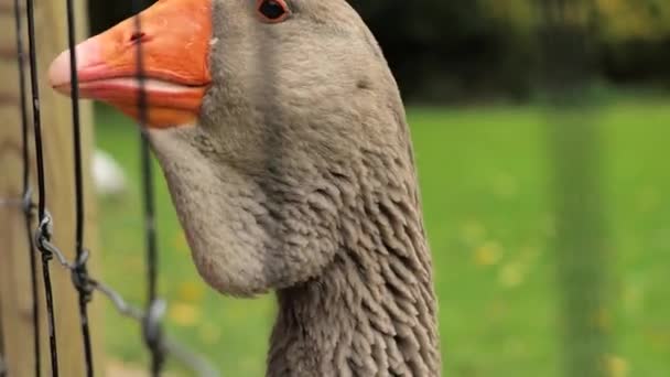 Feeding Goose Grain Gray Goose Pecks Grain Childs Hand Close — ストック動画