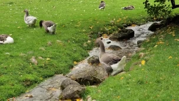 Bird Geese Gray Goose Drinks Water Stream Domestic Poultry Farm — Stock videók