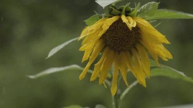 Rain and downpour.Lonely sunflower during the rain. Sad mood. Rainy weather. 4k footage