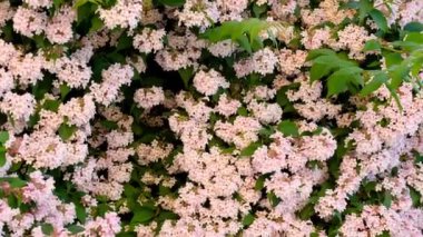Pink flowering bush. Kolkwitzia amabilis.Beauty Bush.Floral pink beautiful background.Blooming spring bushes in the garden. 4k footage