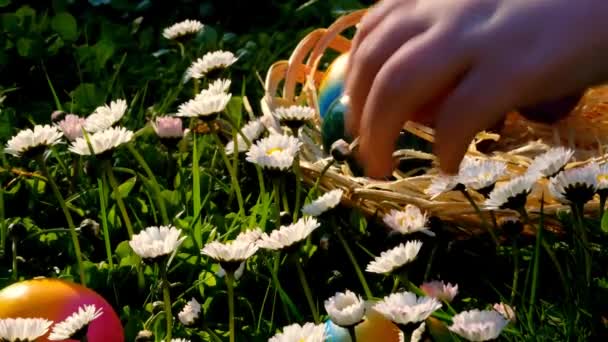 Ребенок Собирает Цветные Яйца Весеннем Лугу Ромашками Пасхальное Яйцо Hunt — стоковое видео