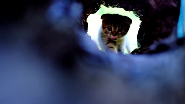 Cicaalagút Csíkos Cica Játszik Egy Sötét Alagútban Játékok Kiegészítők Macskákhoz — Stock videók