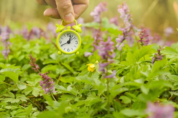 spring time. Spring season. Green mini alarm clock in hand over blooming meadows in spring forest.Spring beautiful wallpaper