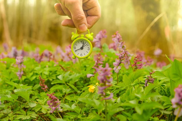 spring time. Spring season. Green mini alarm clock in hand over blooming meadows in spring forest.Spring wallpaper
