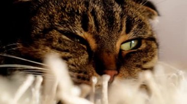 Cat look portrait close-up.Cat with green eyes portrait. The cat lies on a fluffy carpet close-up. Striped scottish fold cat sleeping.Recreation for pets. 4k footage