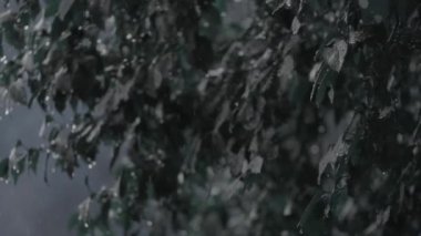 Rain and downpour. Rainy weather.Large drops of rain on the leaves of trees .Black and white video.Drops and splashes. 4k footage