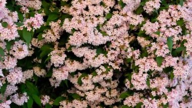 Kolkwitzia amabilis.Blooming spring bushes in the garden. Approximation. Beauty Bush.Pink flowering bush. 4k footage