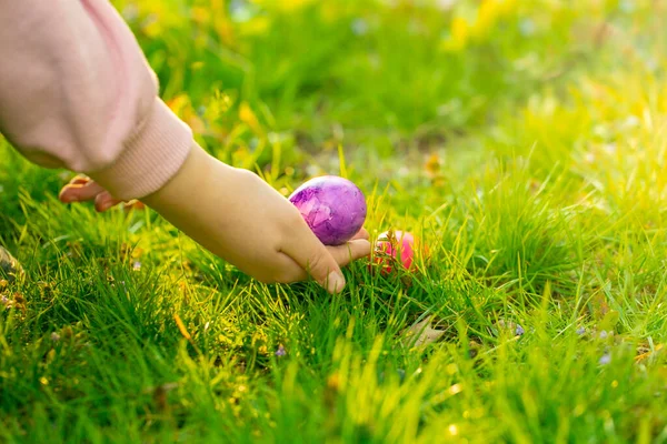 Easter Egg Hunt.Childrens hands collect bright eggs in the green grass. Christian and Catholic tradition holiday.Finding colored eggs in the grass.Spring religious holiday