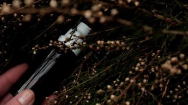 natural pharmacy.Herbal tincture in hand in heather.homeopathic remedies. Treatment with natural herbal remedies.Herbs and flowers for beauty and health. 4k footage