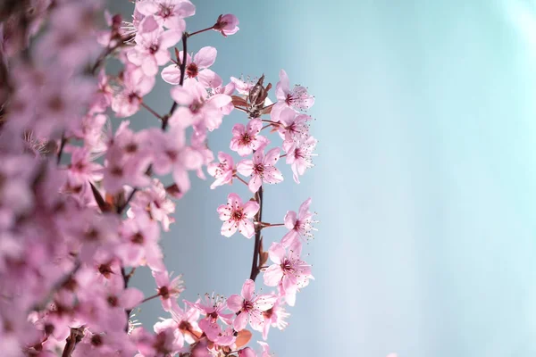 pink spring background.spring time. Pink flower on a blue background.Spring beautiful blooming background in pink and purple color.Beautiful spring wallpaper.
