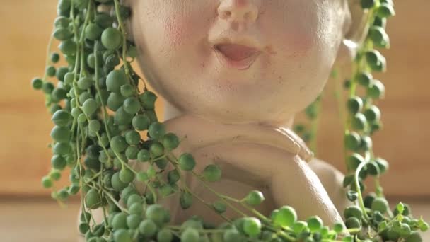 Een Sappige Tuin Sedums Succulenten Een Pot Meisjes Hoofd Houten — Stockvideo