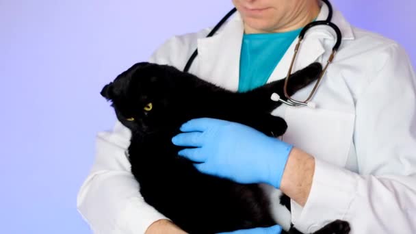 Veterinärmedizinische Verfahren Für Katzen Katzengesundheit Der Tierarzt Beruhigt Die Katze — Stockvideo