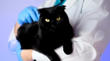 Cat diseases and their treatment. Veterinary procedures for cats.Cat health.Examining a cat with a doctor.Big black cat in the hands of a veterinarian with a stethoscope on a purple background