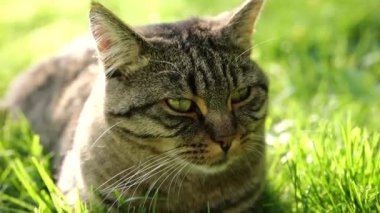 Cat portrait. Resting cat in the garden. Cat with green eyes in green grass in a sunny summer garden. 4k footage