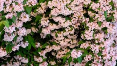 Kolkwitzia amabilis.Beauty Bush.Pink flowering bush. Floral pink beautiful background.Blooming spring bushes in the garden. Approximation. 4k footage