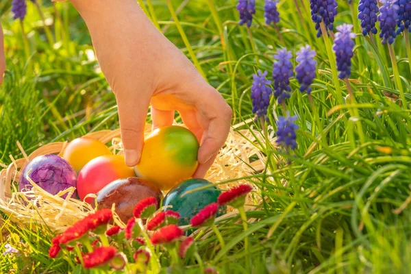 Easter tradition.Collection of colored eggs by children.Easter Egg Hunt. Childs hand puts colorful eggs in a wicker basket in blue muscari flowers.Spring religious holiday.Easter food.