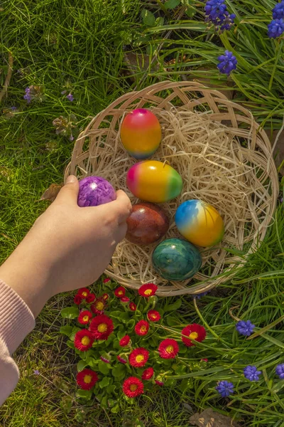 Easter Egg .Collection of colored eggs by children. Childs hand puts colorful eggs in a wicker basket in blue muscari flowers.Easter holiday tradition.Spring religious holiday.Easter food.