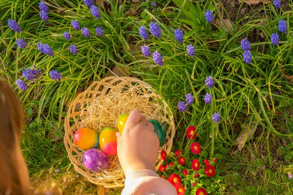 Collection of colored eggs .Easter Egg Hunt. Childs hand puts colorful eggs in a wicker basket in blue muscari flowers.Easter holiday tradition.Spring religious holiday.Easter food.