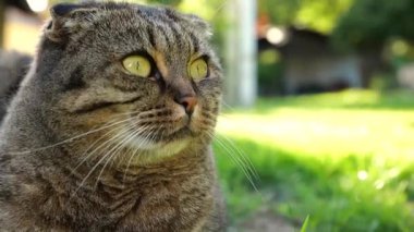 Cat in a sunny garden.Emotions of a Striped scottish fold cat . Animal reaction to sounds. 4k footage