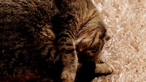 Cat Sleeping Cat Lies Fluffy Carpet Striped Scottish Fold Cat — 비디오