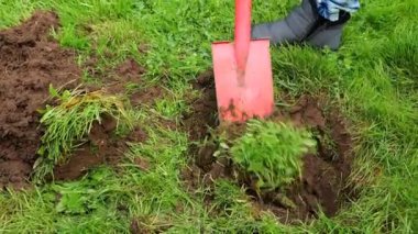 Digging the soil with a shovel.Garden work.Gardening Tools.Digging a hole in the green grass with a red shovel. Man digging a hole in the lawn for planting. 4k footage