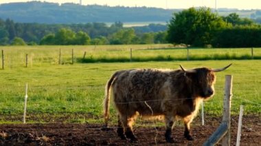 Scottish cows graze on the green meadow.Highland breed. Farming and cow breeding. 4k footage