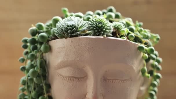 Sedumlar Succulents Pot Girls Wden Wall Back Potted Succulent Garden — Stok video