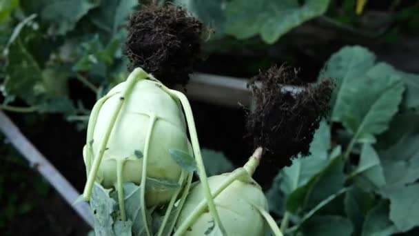 Kohlrabi Vegetables Womans Hands Organic Vegetables Own Garden Footage — Stok video