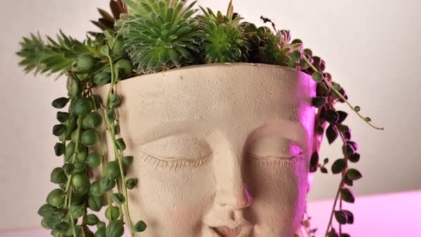 Sedumlar Succulents Kızların Kafasında Bir Kap Sulu Bir Bahçe Bitkisel — Stok video