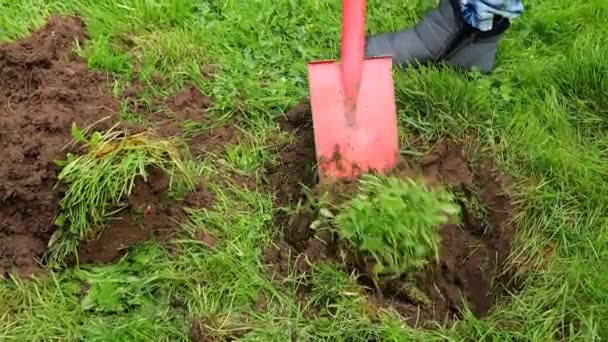 Digging Soil Shovel Garden Work Gardening Tools Digging Hole Green — Vídeo de stock
