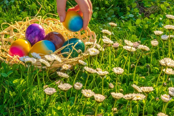 Easter Egg Hunt.Collection of colored eggs by children in a meadow with daisies.Easter holiday tradition. Child collect painted Easter eggs in the spring garden.Spring religious holiday.Easter food.