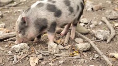 Mini piggy walks in an aviary .spotted pig chews food.Farm animals. Pig in apples. 4k footage
