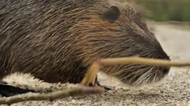 Nutria eats food on the sand. waterfowl rodent coypu. Myocastor coypus.cute aquatic animal.Echimyidae.4k footage