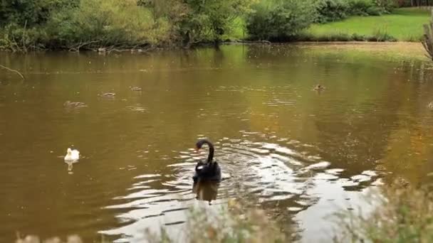 Black Swan Drinks Water Chases Ducks Pond Park Black Bird — ストック動画