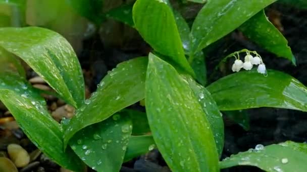 Lilies Valley Rain Drops Splashes Water Slow Motion Footage — Vídeos de Stock