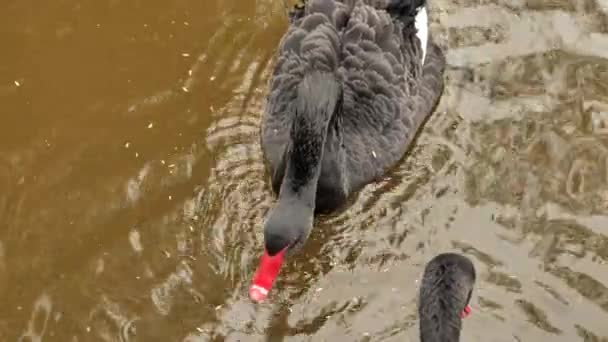 Pair Black Swans Close Water Pond Slow Motion Footage — 图库视频影像