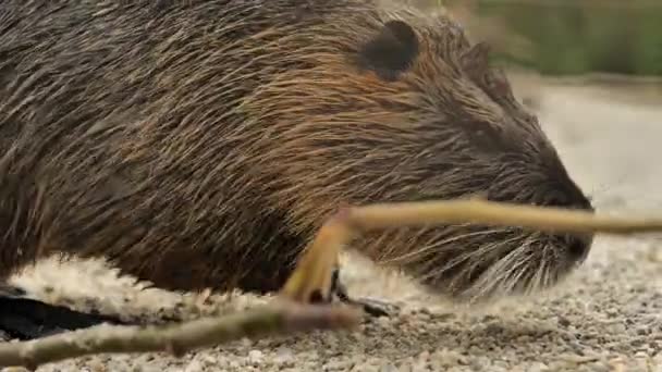 Nutria Eats Food Sand Waterfowl Rodent Coypu Myocastor Coypus Cute — стоковое видео