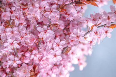 pink spring background.spring time. Pink flower on a blue blurred background.Spring beautiful blooming background in pink and purple color.Beautiful spring wallpaper.
