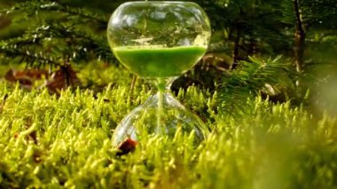 Forest growth time.Growing new trees.Growing spruce seedlings and green hourglass in the forest.Forest renewal.Protection of nature and ecology.Earth Day. Ecological concept 4k footage