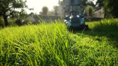 Lawn mowing.man in blue jeans mows lawn in the summer garden. 4k footage