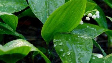 White lilies of the valley with water drops.Slow motion. 4k footage