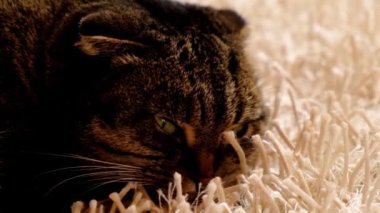 Kedi portresi. Yeşil gözlü kedi portresi. Kedi tüylü bir halıya uzanıyor. Evcil hayvanlar için eğlence. 4k görüntü