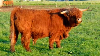 Çayırdaki İskoç Kızıl Boğası. Highland cinsi. Çiftçilik ve inek yetiştiriciliği. Gün batımında güneşin altında İskoç inekleri. Yüksek kalite 4k görüntü