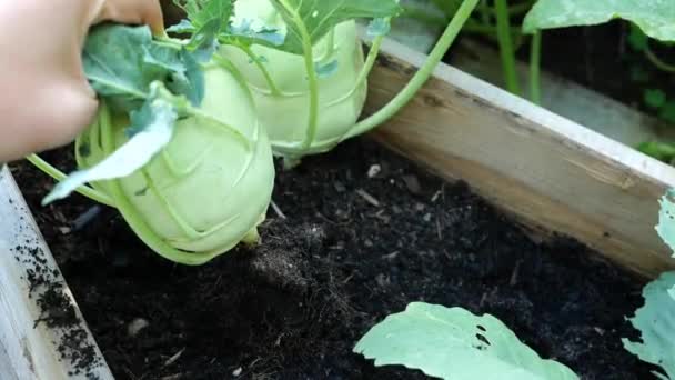 Kohlrabi Ripe Vegetables Wooden Beds Organic Fresh Vegetables Own Garden — Vídeos de Stock