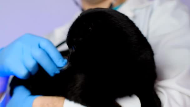 Gato Vet Examining Gato Com Estetoscope Veterinary Procedimentos Para Gatos — Vídeo de Stock