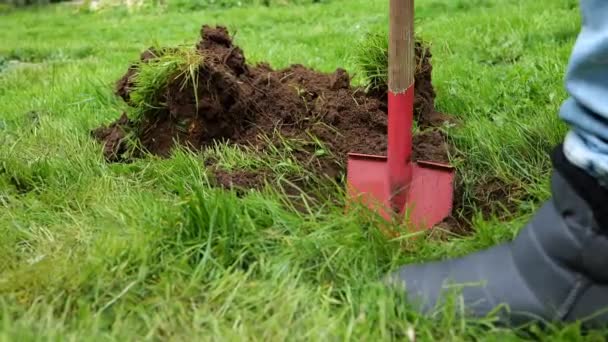 Digging Hole Green Grass Red Shovel Gardening Tools Digging Soil — Vídeo de stock